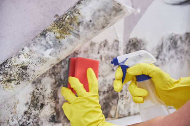 Why You Should Choose Our Mold Remediation Services in Haiku Pauwela, HI